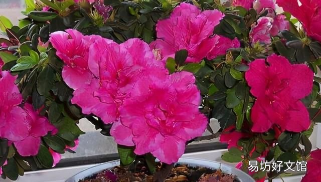 杜鹃花如何养殖