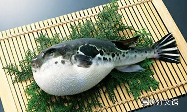 河豚哪里有毒,河豚鱼真的有毒吗