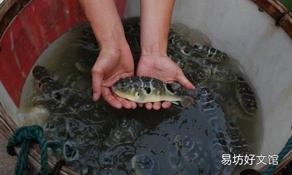河豚哪里有毒,河豚鱼真的有毒吗