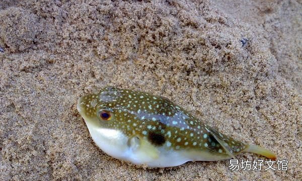河豚哪里有毒,河豚鱼真的有毒吗
