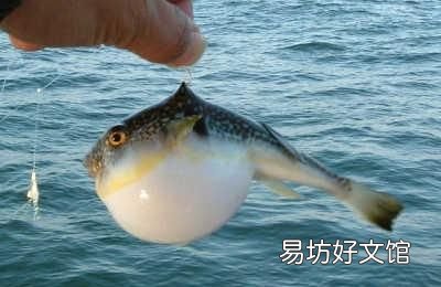 河豚哪里有毒,河豚鱼真的有毒吗