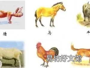 六畜兴旺的六畜指的是哪六畜