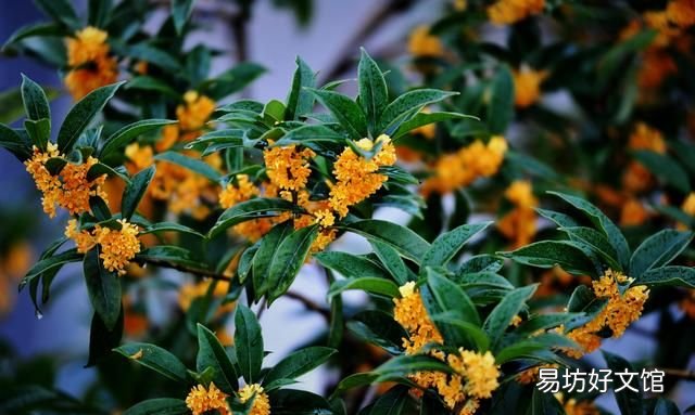 唐朝时期中秋节是如何过的? 唐朝时人们过中秋节也会有假期吗