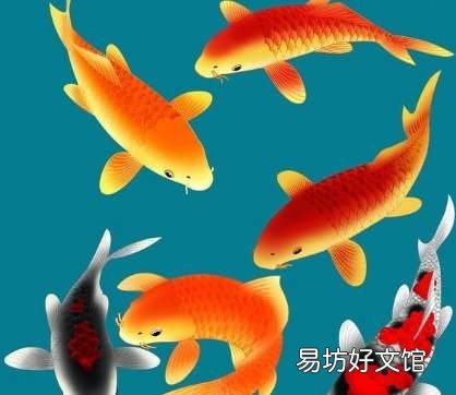 年夜饭有鱼代表着年年有余的意义