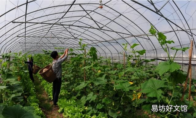 不打农药、价格高昂的蔬菜就是“有机蔬菜”吗到底什么才是“有机蔬菜”
