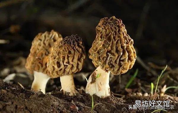 今年最新羊肚菌价格表一览 羊肚菌市场价格多少钱一斤