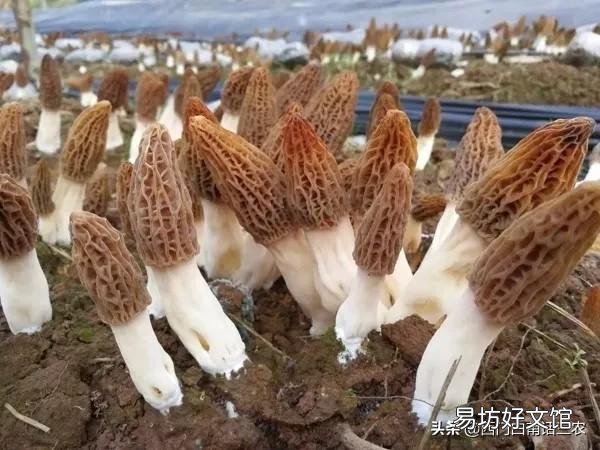 今年最新羊肚菌价格表一览 羊肚菌市场价格多少钱一斤