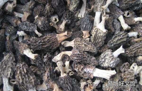 今年最新羊肚菌价格表一览 羊肚菌市场价格多少钱一斤