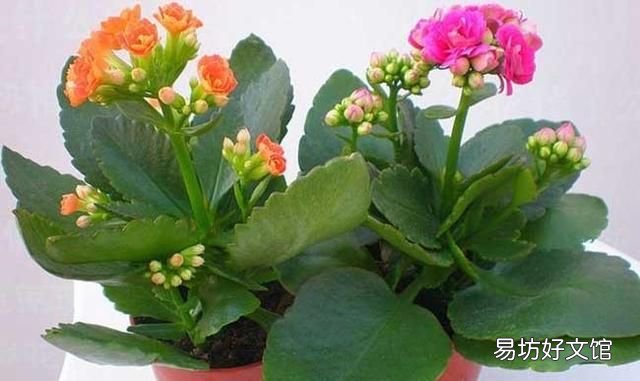 重瓣长寿花为什么致癌