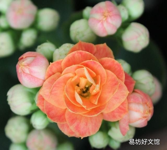 重瓣长寿花为什么致癌