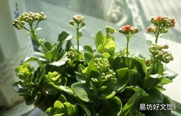 重瓣长寿花为什么致癌