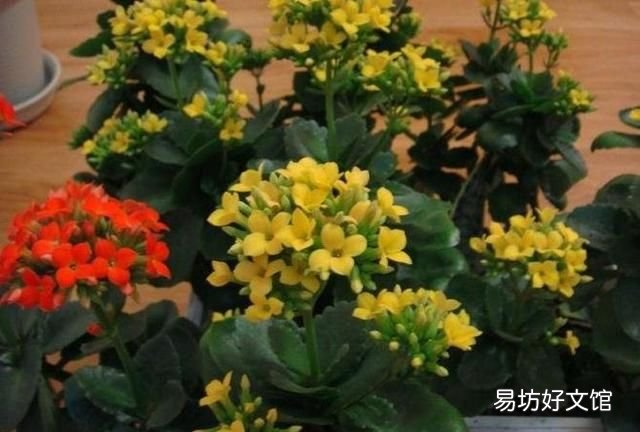重瓣长寿花为什么致癌