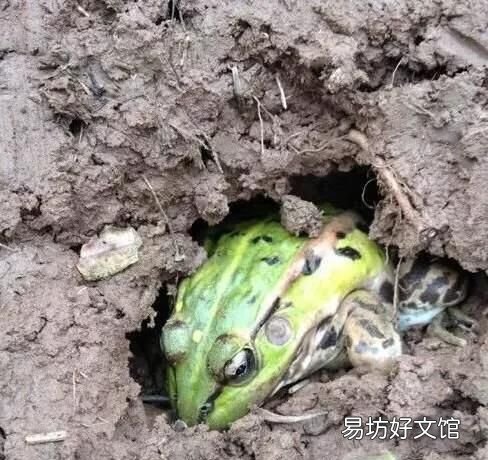 青蛙怎么过冬,青蛙是怎样冬眠的?