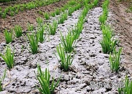 小菜园里种的蔬菜生虫子,农村老家都有哪些防虫小秘方呢?