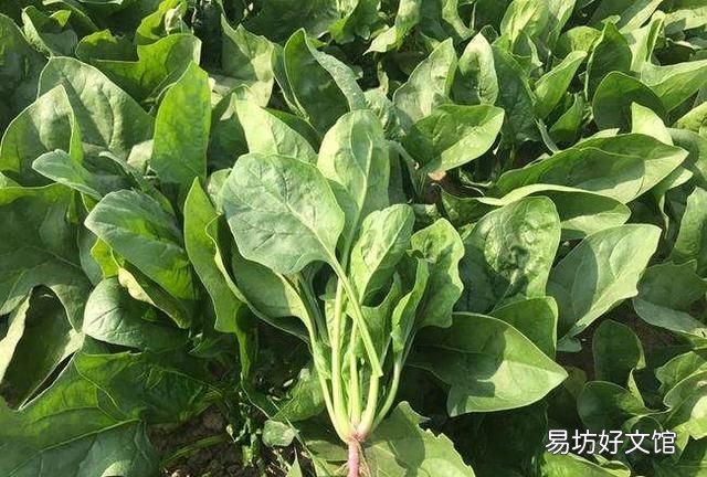 小菜园里种的蔬菜生虫子,农村老家都有哪些防虫小秘方呢?