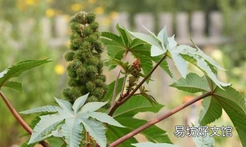 小菜园里种的蔬菜生虫子,农村老家都有哪些防虫小秘方呢?