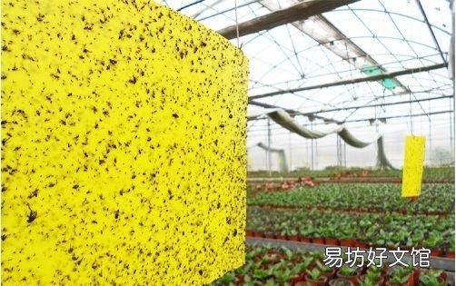 小菜园里种的蔬菜生虫子,农村老家都有哪些防虫小秘方呢?