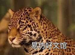 非洲大草原有哪些动物,非洲大草原上有什么动物