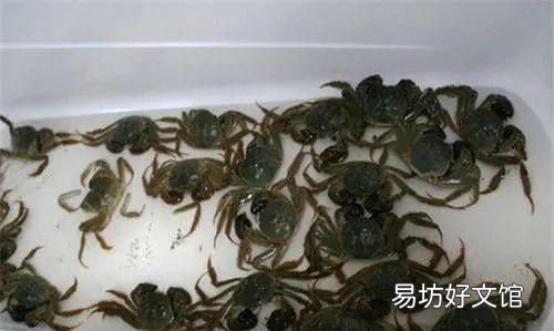 你知道活的大闸蟹要怎么保存吗