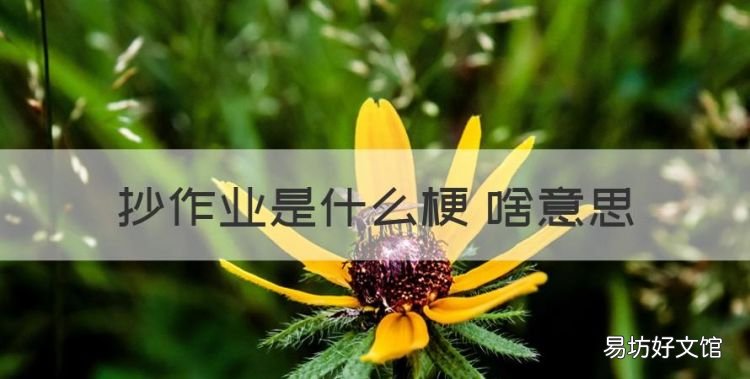 抄作业的大师又来了,抄作业是什么梗 啥意思