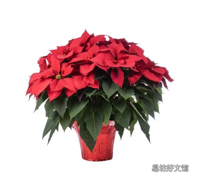 一品红有毒吗，一品红可以在室内养吗