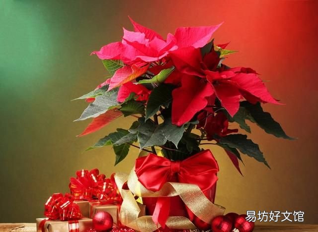 一品红有毒吗，一品红可以在室内养吗