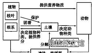 高中生物知识点生态系统,高中生物关于生态系统的知识点