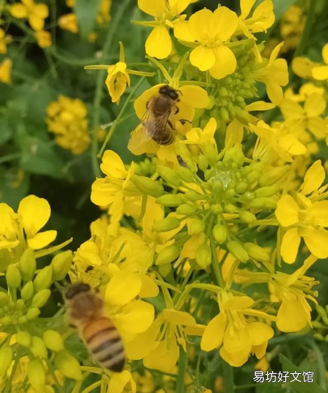 广东黑色的蜂叫什么,蜂群中黑色的蜜蜂是什么蜂