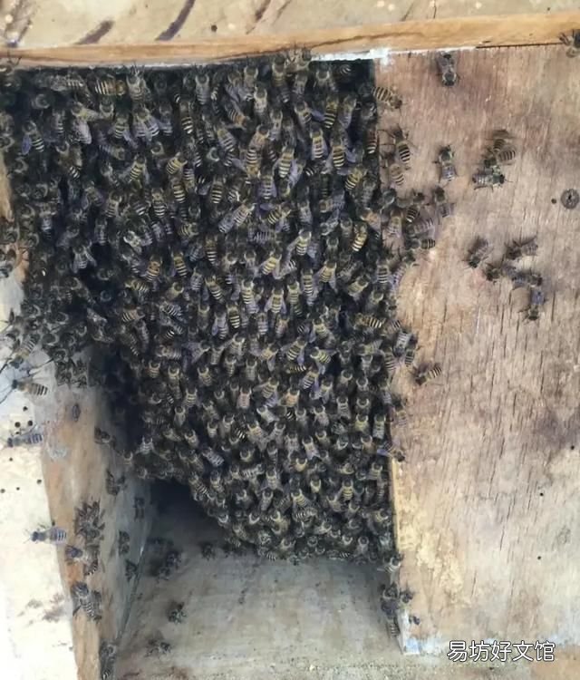 广东黑色的蜂叫什么,蜂群中黑色的蜜蜂是什么蜂