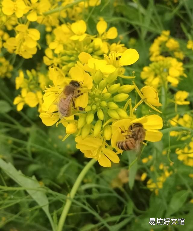 广东黑色的蜂叫什么,蜂群中黑色的蜜蜂是什么蜂