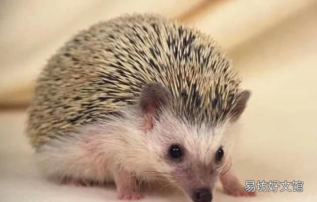 想养只刺猬,但是本着对刺猬负责的态度,希望大家说说刺猬的生活习性