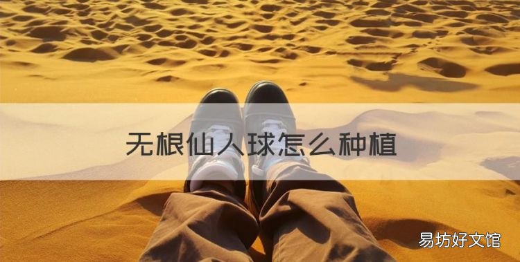无根仙人球怎么种植,刚买的仙人球应该怎么种植呢