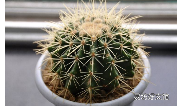 无根仙人球怎么种植,刚买的仙人球应该怎么种植呢