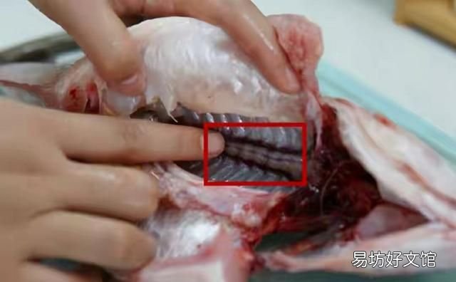 炖鱼放姜怎么去腥味,炖鱼多放姜