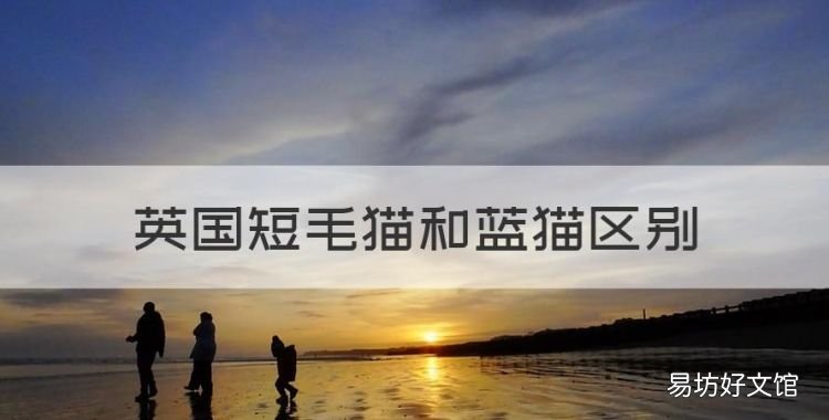 英国短毛猫和蓝猫区别,蓝猫和英短的区别哪个贵