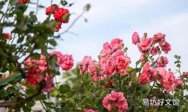 月季树桩用的是什么木