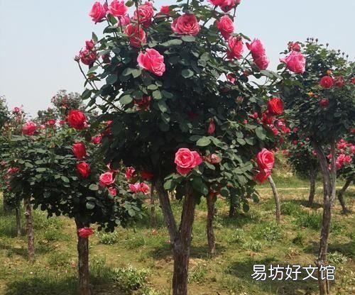 月季树桩用的是什么木