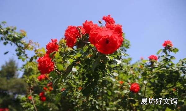 月季树桩用的是什么木
