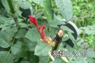 月季树桩用的是什么木