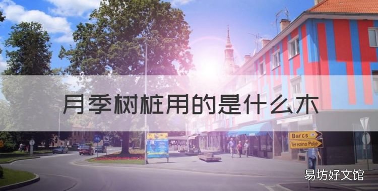 月季树桩用的是什么木