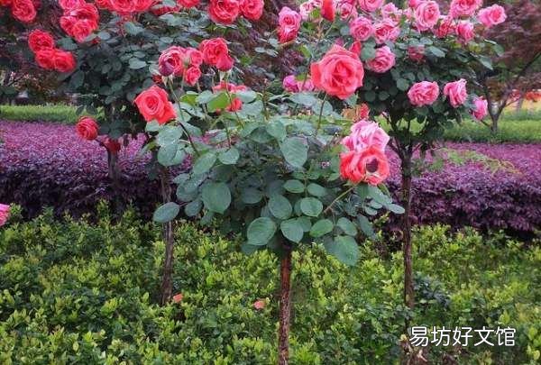月季树桩用的是什么木