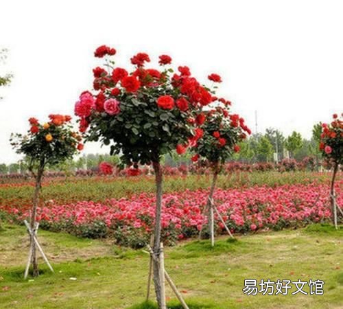 月季树桩用的是什么木