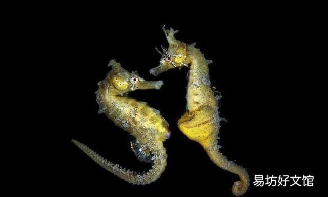 海马的雌雄怎么定义
