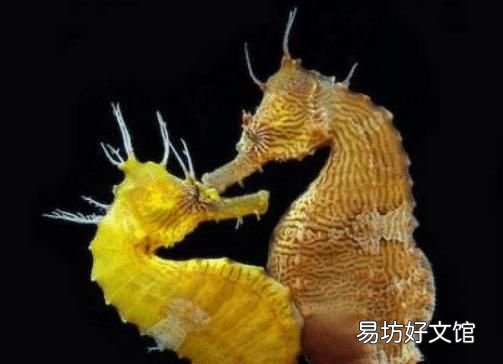海马的雌雄怎么定义