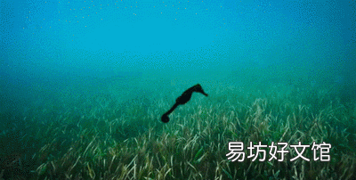 海马的雌雄怎么定义