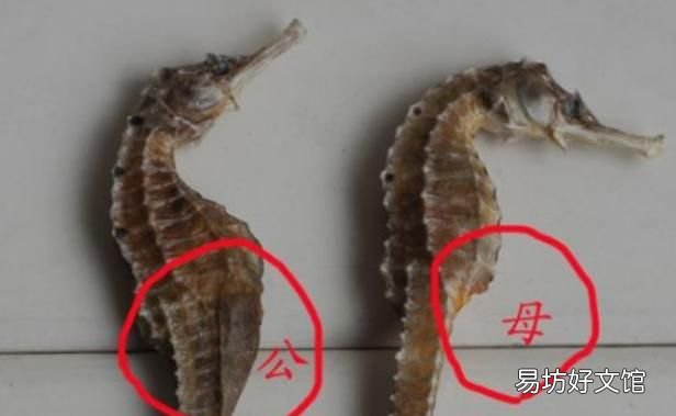 海马的雌雄怎么定义