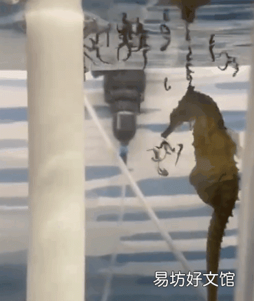 海马的雌雄怎么定义
