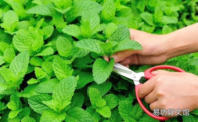 薄荷有什么功效和作用