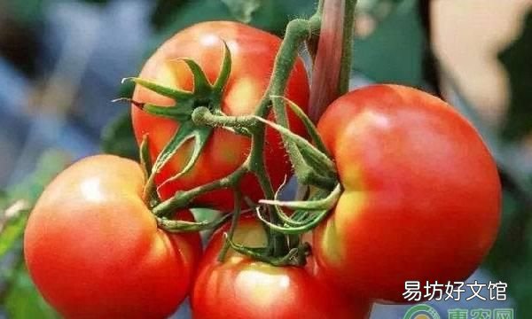 什么水果去火,吃什么水果可以去火清热解毒