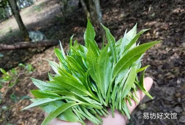 普洱茶产地,普洱茶哪里产地最好